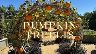 MustSee Pumpkin Trellis in Sonoma California [upl. by O'Mahony]