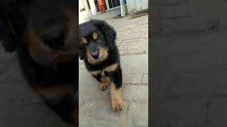 tibetan mastiff puppy for sale 2021 [upl. by Kenna]