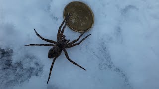 Araignée Dolomedes tenebrosus sur la neige 1 °C [upl. by Elstan589]