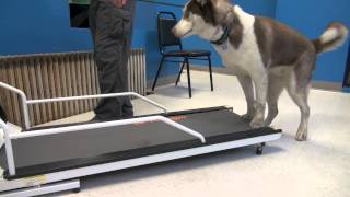 How to Train a Dog To Walk or Run On A Treadmill  Tyler Muto Dogmanship [upl. by Danelle]