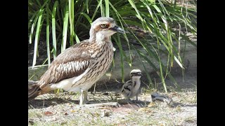 Tweed’s Curlew Coast – Living with Bush Stonecurlews [upl. by Adnuahsal]