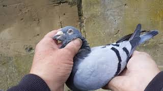 Janssen Arendonk pigeon [upl. by Catarina]