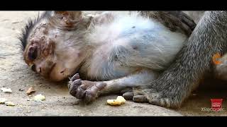 Poorest Starving Baby Monkey  Why Mom Wont Feed [upl. by Nosredna]