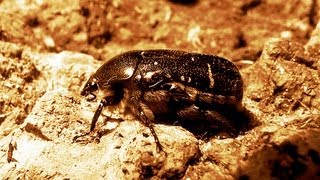 Green rose chafer feeding and flying [upl. by Eilis]