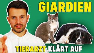 Giardien bei Hund und Katze  Was tun bei Giardiose [upl. by Sillert]