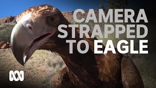 Alice Springs Desert Park strap action camera to wedgetailed eagle [upl. by Aiyekal]