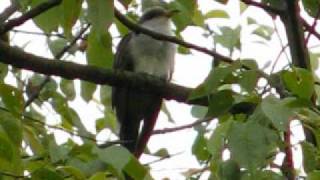 dab Yellow Billed Cuckoo singing [upl. by Shabbir]