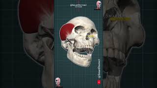 Temporalis Muscle 3D animation [upl. by Elna]