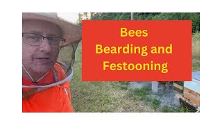 Bees bearding and festooning  Adventures in Beekeeping [upl. by Minoru275]