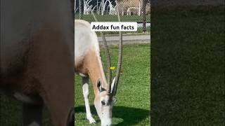 Amazing addax facts you didnt know shorts [upl. by Ribak65]