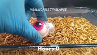 35 Days In 0142 Min Mealworms Eating Marshmallow Eyeball Cabbage and Honey [upl. by Cicero668]