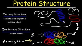 Protein Structure  Primary Secondary Tertiary amp Quarternary  Biology [upl. by Elrod]