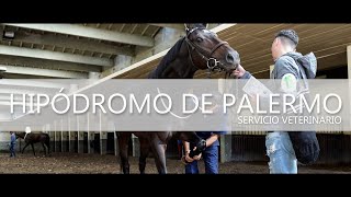 Mundo de Caballos  Programa 124  Servicio Veterinario  Hipódromo de Palermo [upl. by Ahsenwahs667]