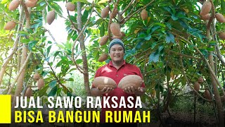 Sawo Raksasa Tanaman Bernilai Jutaan Rasanya Paling Enak Dari Sawo Lainya [upl. by Salvay]