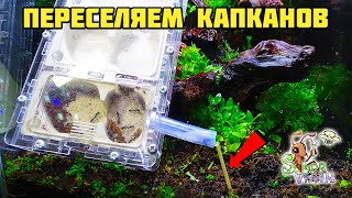 Заселение капканов в природный формикарий ● Odontomachus bauri [upl. by Htiek546]