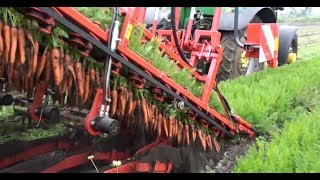 Modern Carrot Harvesting Technology  Carrot FarmingCarrot Seeds Carrot Drawing Carrot Nutrition [upl. by Euqinomad583]