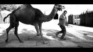 Camel pacing [upl. by Scarito354]