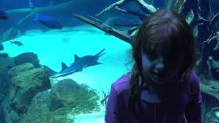 Kids facts  sawfish [upl. by Edina]