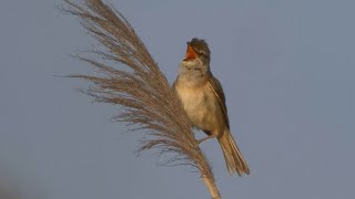 Great Reed Warbler Singing 4K [upl. by Timmy]