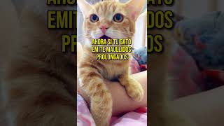 El significado de los maullidos de Los Gatos gatoviral felinos cat gatos datoscuriosos sabiasq [upl. by Germann]