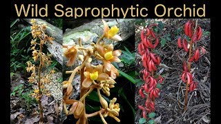 In Search of a Saprophyte Orchid in Fukuoka Japan  Wild Orchid Hunt [upl. by Ddahc]