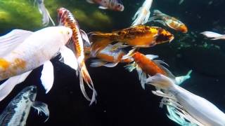 Beautiful Blue Ridge Butterfly Koi Set To Meditation Music [upl. by Arlie]