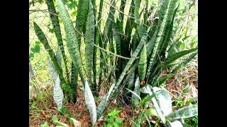 Dont make this mistake with Snake Plants  Motherinlaws Tongue  Sansevieria [upl. by Krasner433]