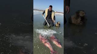 Este chico encontró peces congelados en el hielo 😰 [upl. by Hardden]