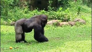 Gorilla KUMBO Ragunan Zoo gorilla silverback [upl. by Snodgrass]