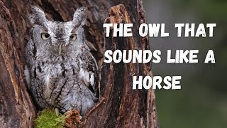 Eastern Screech Owl  The Owl That Sounds Like A Horse [upl. by Lesli952]