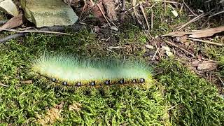 Colorful saturniid moth larvae 蛾の幼虫 Kanazawa 金沢 Japan [upl. by Ydnas]