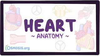 Anatomy of the heart [upl. by Mctyre]