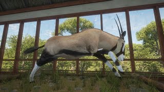 RARE Gemsbok in Singleplayer  theHunter Call of the Wild [upl. by Hendrick4]