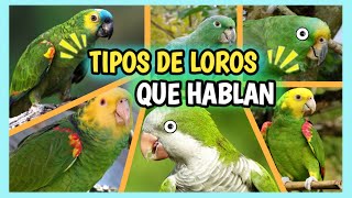 Loros que Hablan Más Fácil y Rápido  5 Tipos de Loros Amazona que Hablan Mucho [upl. by Leval]