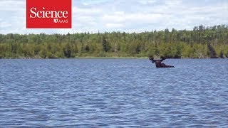 Snippet Moose eating underwater [upl. by Allveta695]