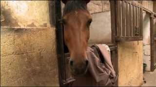 EXTRAIT  Cheval de club Cheval de coeur   Equidia Life [upl. by Velvet577]