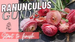 GROWING RANUNCULUS How to Grow Ranunculus Zone 67  Start to Finish  GROW GORGEOUS RANUNCULUS [upl. by Ardnovahs356]