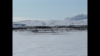 First Lake Spring Goose Hunting [upl. by Junina]