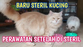 STERIL KUCING JANTAN BERAPA LAMA KUCING SEMBUH SETELAH DI STERILDIKEBIRI [upl. by Petrina]