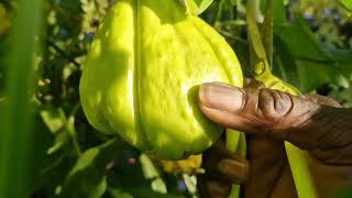 The secret of overwintering Chayote ChoCho  from my harvest to use as seeds for next season growth [upl. by Britteny]