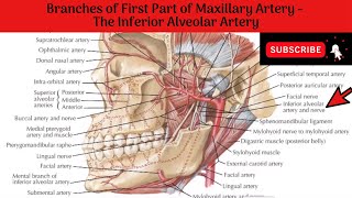 Inferior Alveolar Artery Anatomy mbbs education bds headandneckanatomy arteries [upl. by Herstein]