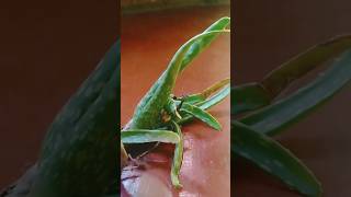 Aloevera plant grow in waterplantsngardens plants shortvideo [upl. by Duffie]