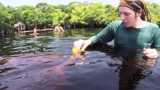 Mit Delfinen im Amazonas schwimmen  unge [upl. by Lectra]