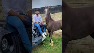 Millionaire horses Popular video village Sawai Madhopur [upl. by Chainey752]