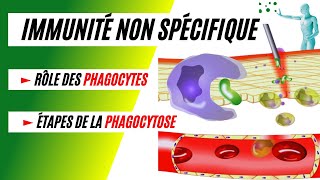 La phagocytose comment les phagocytes détruisent les bactéries [upl. by Nissa]