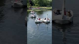 Riding on a Swan Boat shortvideo wellerman swan shorts [upl. by Ermengarde407]