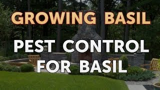 Pest Control for Basil [upl. by Anuait]