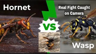 Hornet vs Wasp  who will Win the fight  Ali Allrounder [upl. by Guevara486]