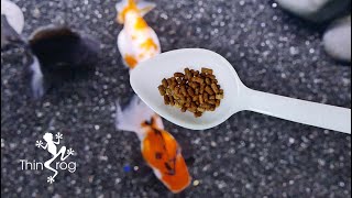 Well Balance Pellet Food for Goldfish [upl. by Necaj190]