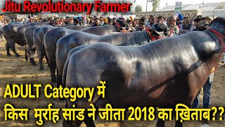 👍Super Murrah Bulls के Ring में रचा इतिहास इस मुर्राह सांड ने मारी बाजीJagrao Competition👍 [upl. by Emogene]